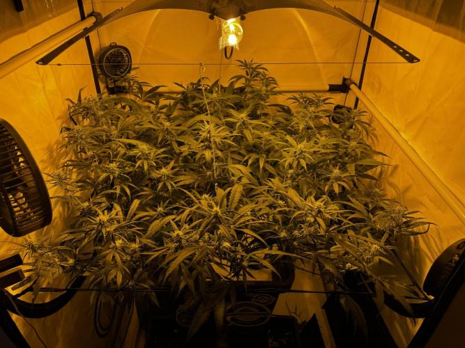 Selfmade aeroponic Super Lemon Haze GHS. Week 7