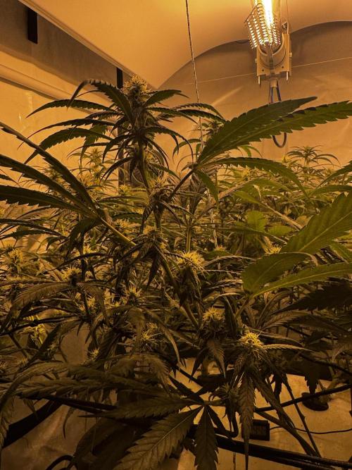 Selfmade aeroponic Super Lemon Haze GHS. Week 8