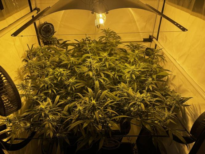 Selfmade aeroponic Super Lemon Haze GHS. Week 8