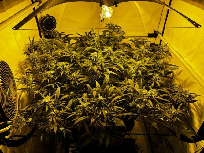 Selfmade aeroponic Super Lemon Haze GHS. Week 8