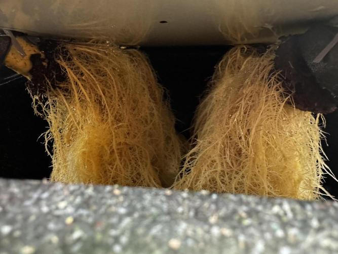 Selfmade aeroponic Super Lemon Haze GHS. Week 8