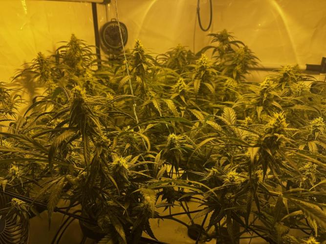 Selfmade aeroponic Super Lemon Haze GHS. Week 8