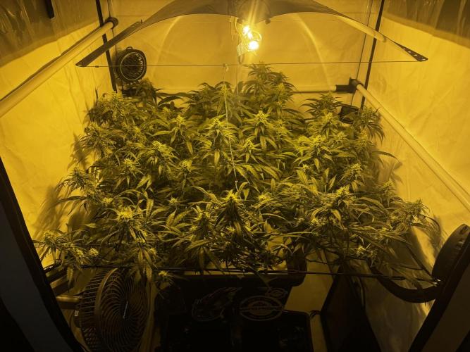 Selfmade aeroponic Super Lemon Haze GHS. Week 8