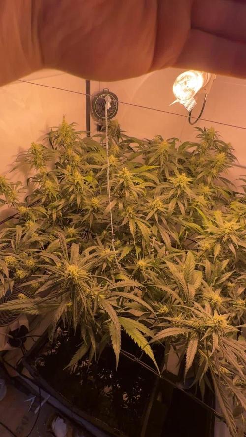 Selfmade aeroponic Super Lemon Haze GHS