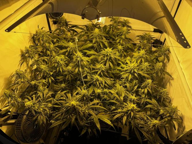 Selfmade aeroponic Super Lemon Haze GHS. Week 9