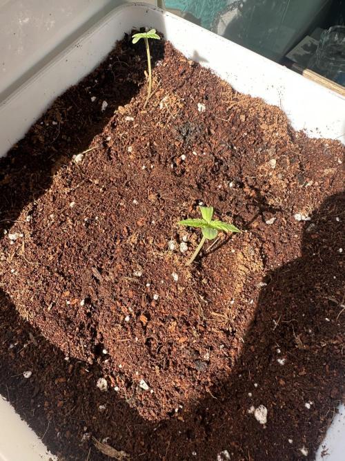 Gelatto XXL auto. Week 0