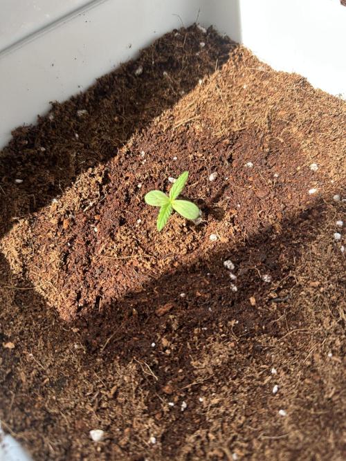 Gelatto XXL auto. Week 0