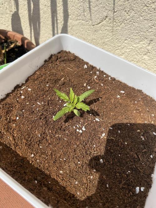 Gelatto XXL auto. Week 1