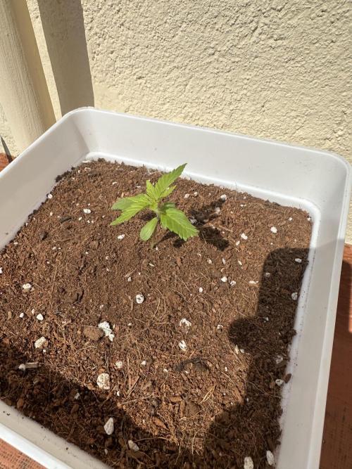 Gelatto XXL auto. Week 1