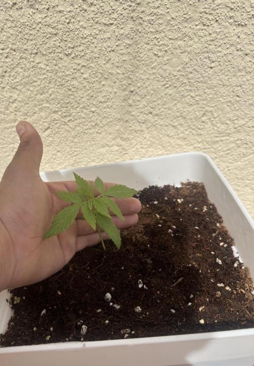 Gelatto XXL auto. Week 2