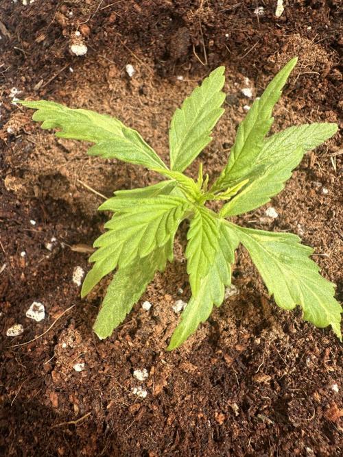 Gelatto XXL auto. Week 2