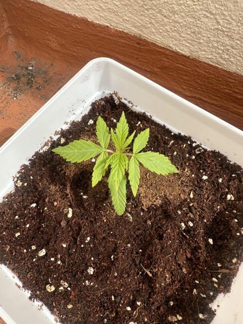 Gelatto XXL auto. Week 2