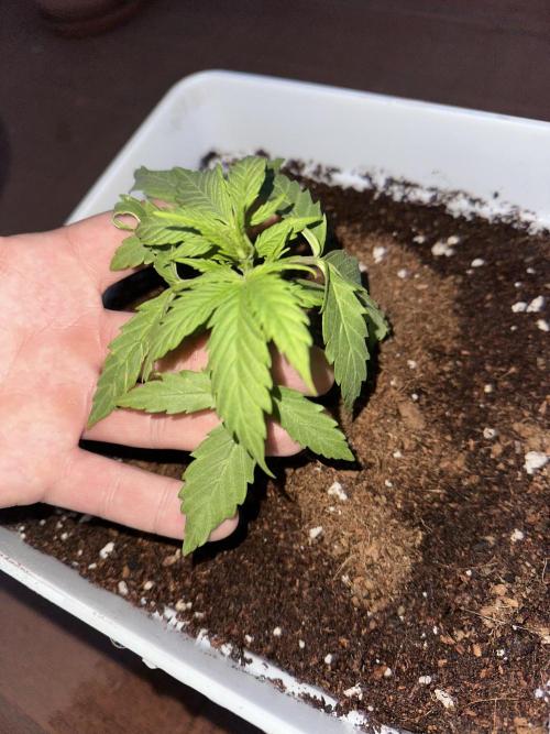 Gelatto XXL auto. Week 3