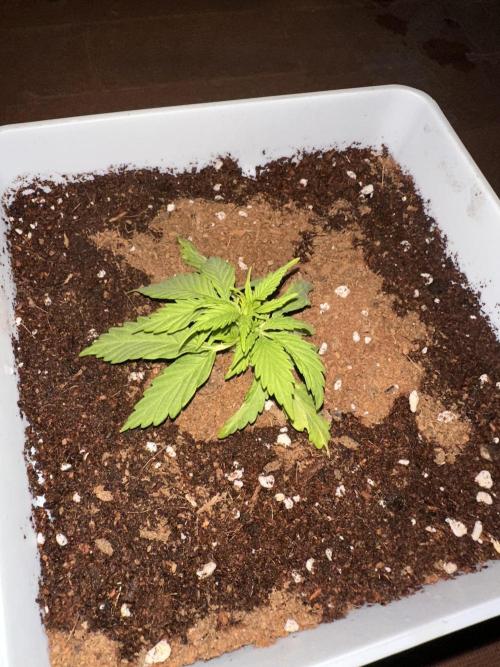 Gelatto XXL auto. Week 3