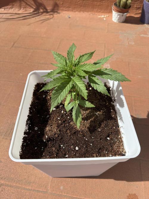 Gelatto XXL auto. Week 4