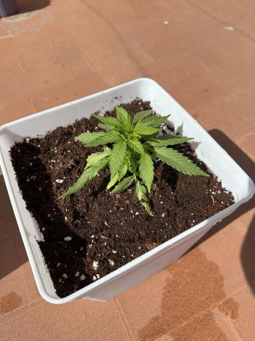 Gelatto XXL auto. Week 4