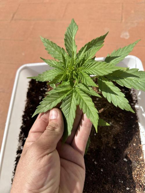 Gelatto XXL auto. Week 4