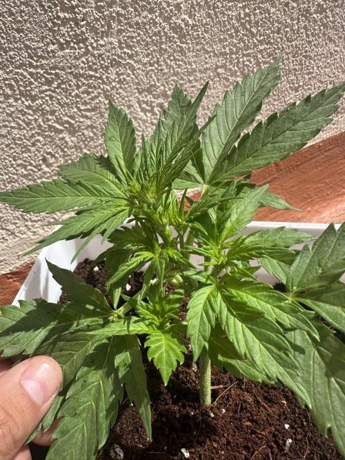 Gelatto XXL auto. Week 5