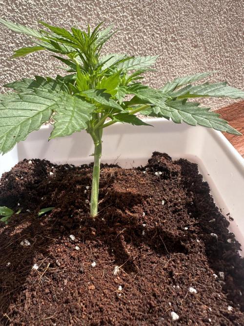 Gelatto XXL auto. Week 5