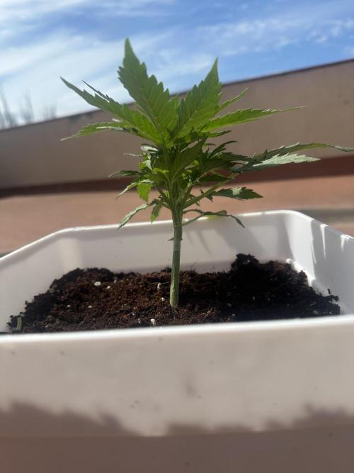 Gelatto XXL auto. Week 5