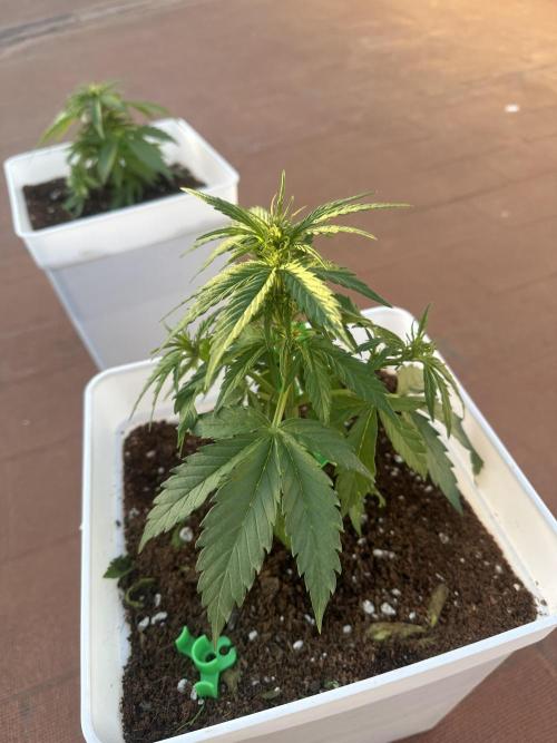 Gelatto XXL auto. Week 6