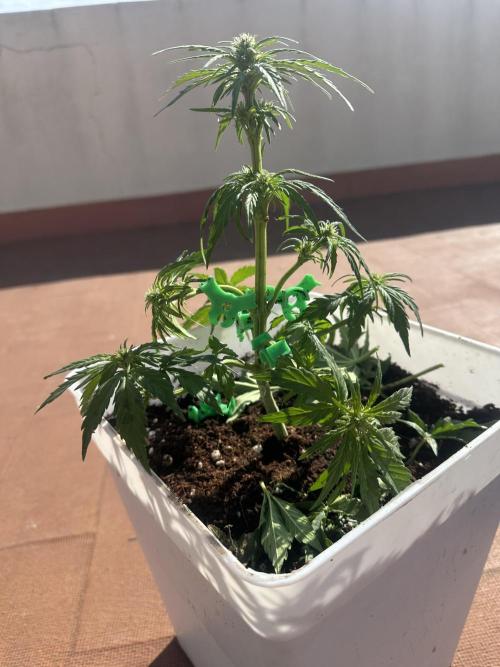 Gelatto XXL auto. Week 7