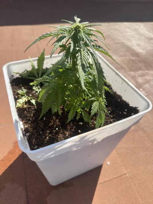 Gelatto XXL auto. Week 7