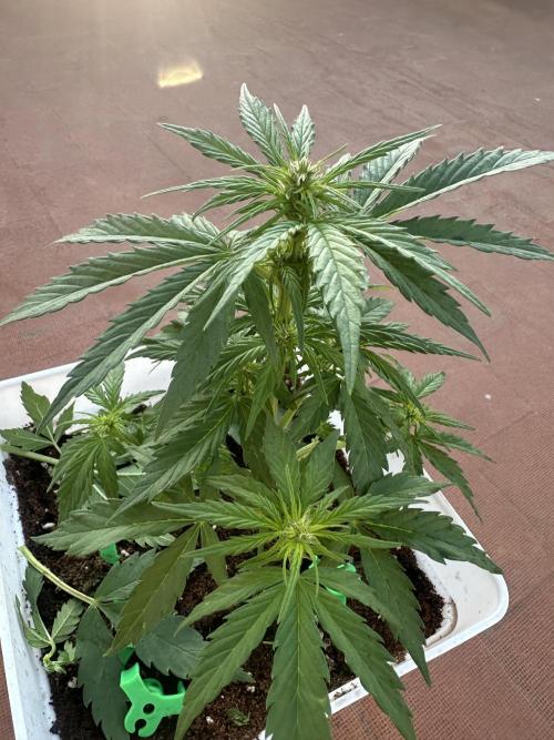 Gelatto XXL auto. Week 7