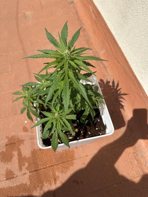 Gelatto XXL auto. Week 8