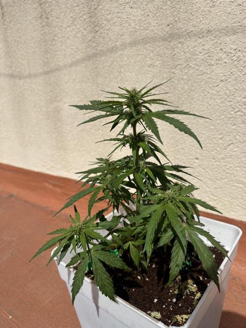 Gelatto XXL auto. Week 8