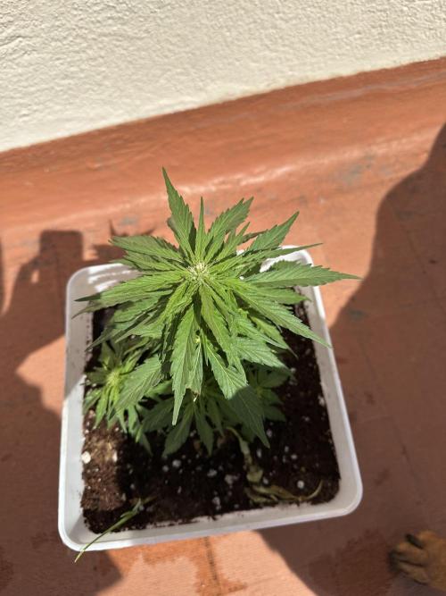 Gelatto XXL auto. Week 8