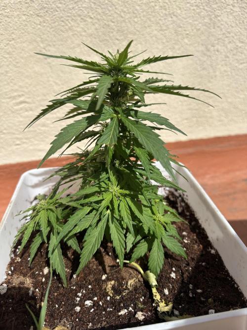 Gelatto XXL auto. Week 8
