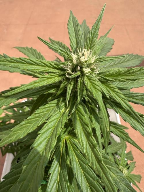 Gelatto XXL auto. Week 9