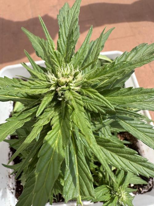 Gelatto XXL auto. Week 9