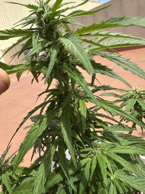 Gelatto XXL auto. Week 9