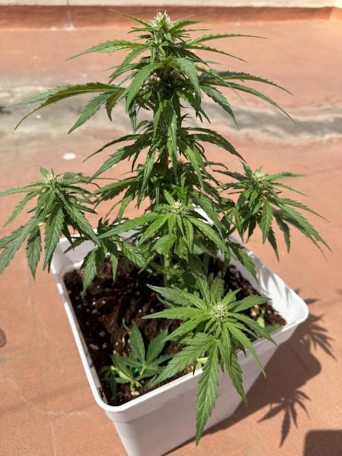 Gelatto XXL auto. Week 9