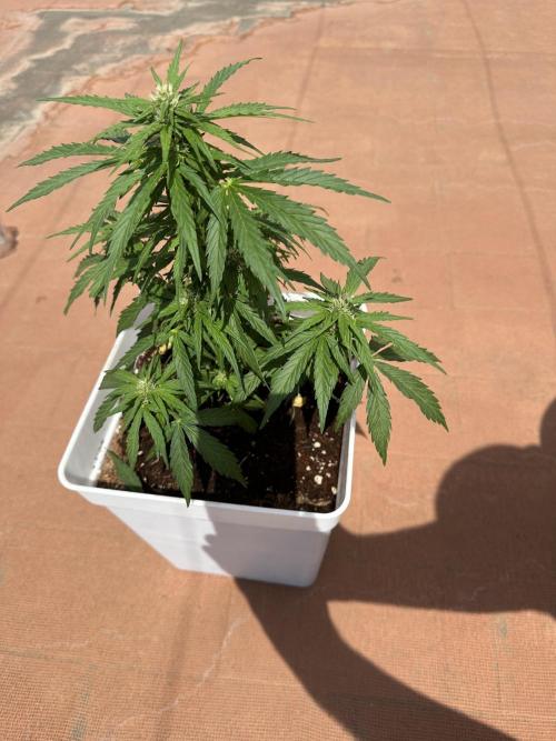 Gelatto XXL auto. Week 9