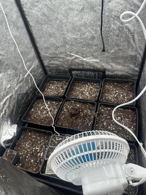 Auto somango. Week 0