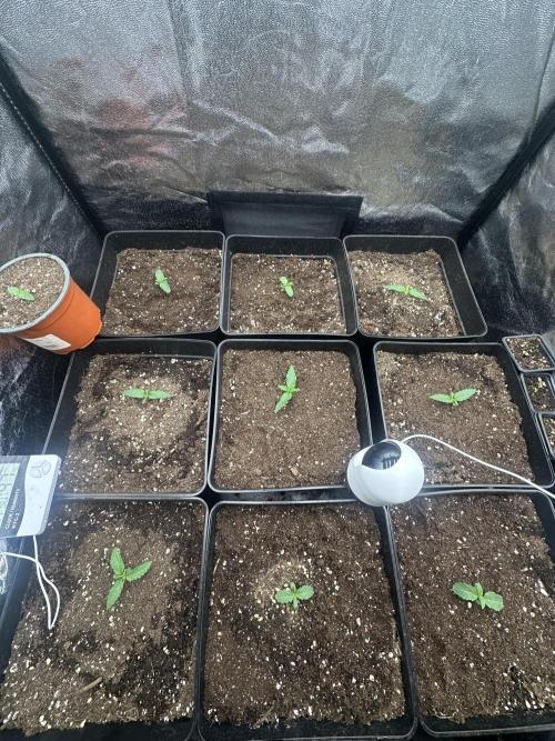 Auto somango. Week 1