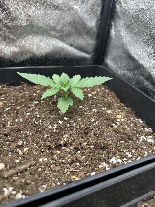 Auto somango. Week 3 - Día 8 