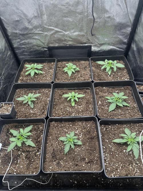 Auto somango. Week 3 - Día 10 
