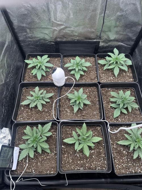 Auto somango. Week 3 - Día 13