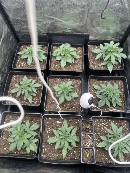 Auto somango. Week 3 - Día 16