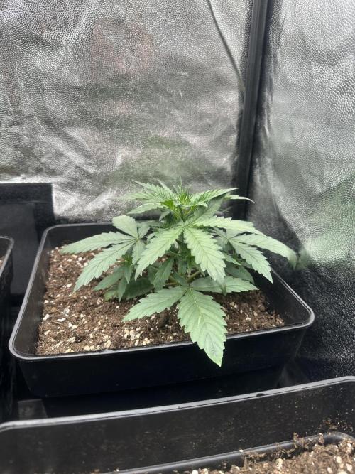 Auto somango. Week 3 - Día 16