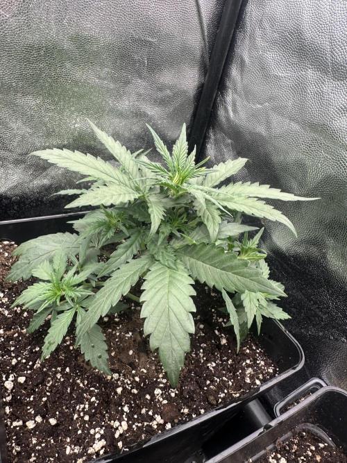 Auto somango. Week 4