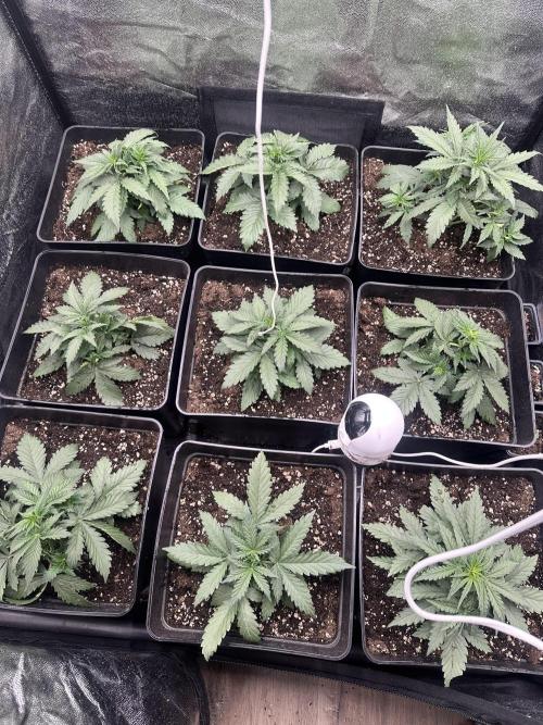 Auto somango. Week 4