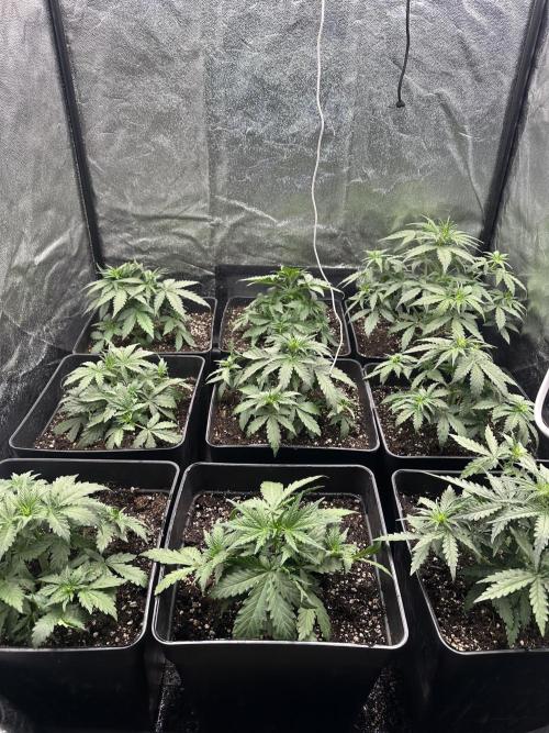 Auto somango. Week 5