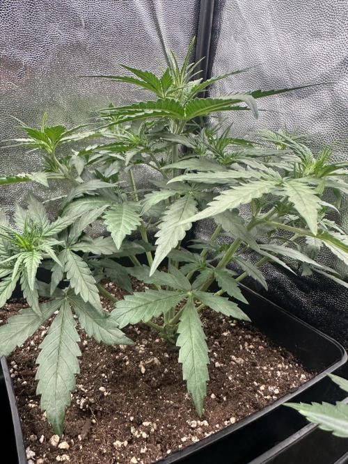 Auto somango. Week 5