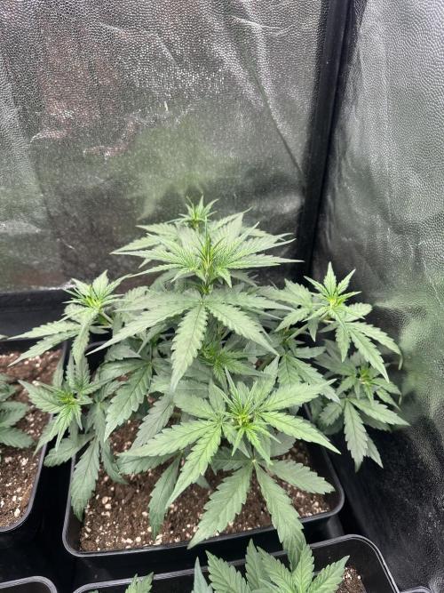 Auto somango. Week 5