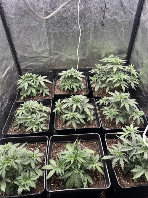 Auto somango. Week 5